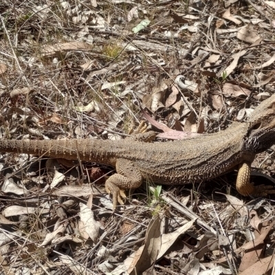 Pogona barbata (Eastern Bearded Dragon) at Mount Majura - 16 Sep 2023 by Berlge