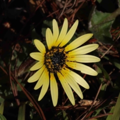 Arctotheca calendula (Capeweed, Cape Dandelion) at O'Connor, ACT - 14 Sep 2023 by ConBoekel