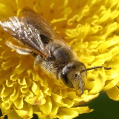 Lasioglossum (Chilalictus) lanarium (Halictid bee) at O'Connor, ACT - 14 Sep 2023 by ConBoekel