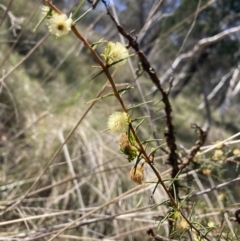 Acacia ulicifolia (Prickly Moses) at Mount Majura - 20 Sep 2023 by waltraud