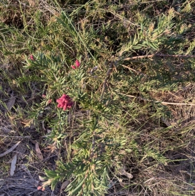 Grevillea sp. (Grevillea) at Mount Majura - 21 Sep 2023 by waltraud