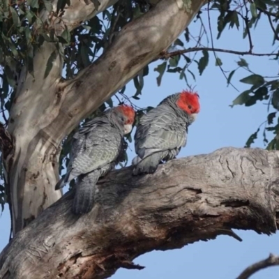 Callocephalon fimbriatum (Gang-gang Cockatoo) at Watson, ACT - 13 Sep 2023 by AniseStar