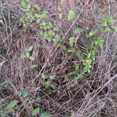 Lonicera japonica (Japanese Honeysuckle) at Mount Majura - 21 Sep 2023 by waltraud