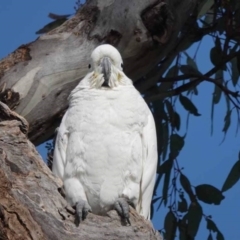 Cacatua galerita (Sulphur-crested Cockatoo) at Watson, ACT - 13 Sep 2023 by AniseStar