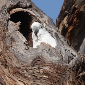 Cacatua galerita at Watson, ACT - 13 Sep 2023 07:55 AM