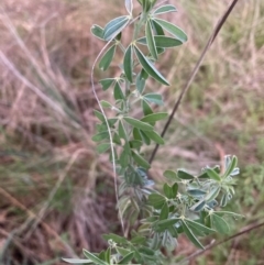 Chamaecytisus palmensis (Tagasaste, Tree Lucerne) at Mount Majura - 21 Sep 2023 by waltraud