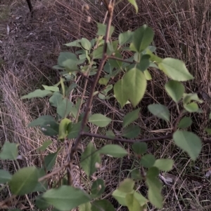 Pyrus sp. at Hackett, ACT - 21 Sep 2023