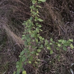 Pyrus sp. at Hackett, ACT - 21 Sep 2023