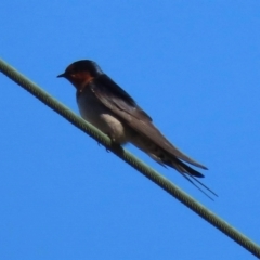 Hirundo neoxena (Welcome Swallow) at Watson Green Space - 31 Aug 2023 by AniseStar