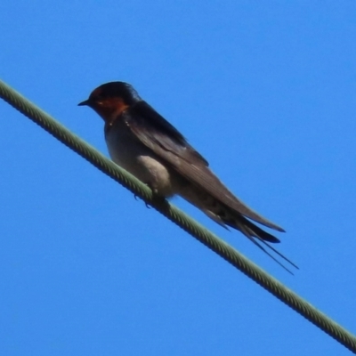 Hirundo neoxena (Welcome Swallow) at Watson Green Space - 31 Aug 2023 by AniseStar