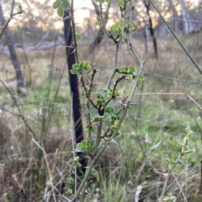 Rosa sp. (A Wild Rose) at Mount Majura - 22 Sep 2023 by waltraud