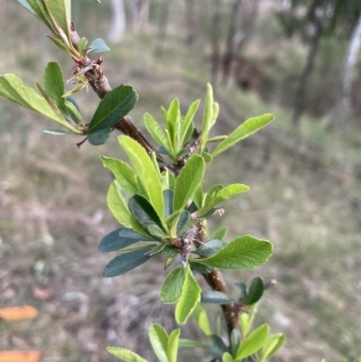 Pyracantha fortuneana (Firethorn) at Mount Majura - 22 Sep 2023 by waltraud