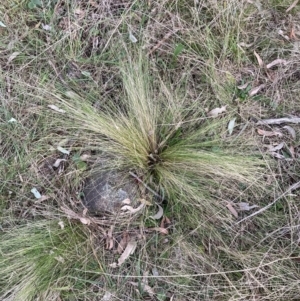 Nassella trichotoma at Majura, ACT - 22 Sep 2023