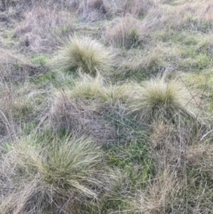 Nassella trichotoma (Serrated Tussock) at Majura, ACT - 23 Sep 2023 by waltraud