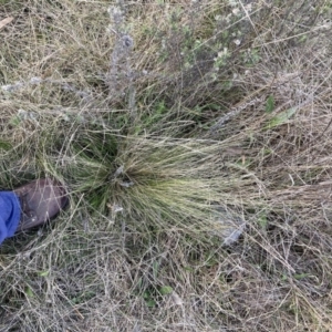 Nassella trichotoma at Majura, ACT - 23 Sep 2023