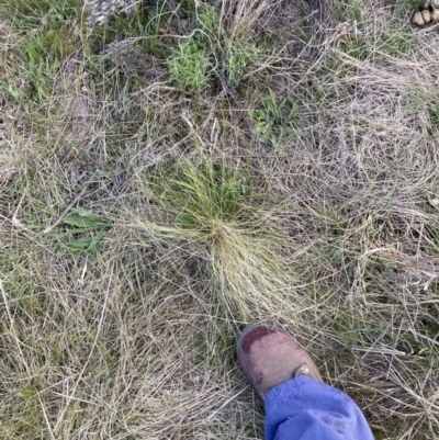 Nassella trichotoma (Serrated Tussock) at Majura, ACT - 23 Sep 2023 by waltraud