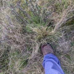 Nassella trichotoma at Majura, ACT - 23 Sep 2023