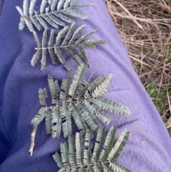 Acacia baileyana x Acacia dealbata (Cootamundra Wattle x Silver Wattle (Hybrid)) at Mount Majura - 23 Sep 2023 by waltraud