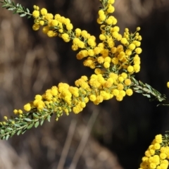 Acacia paradoxa (Kangaroo Thorn) at Wodonga - 17 Sep 2023 by KylieWaldon