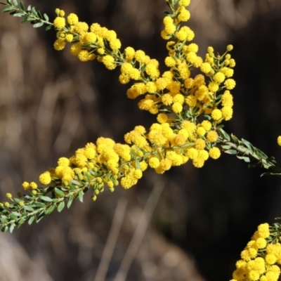 Acacia paradoxa (Kangaroo Thorn) at Wodonga - 17 Sep 2023 by KylieWaldon