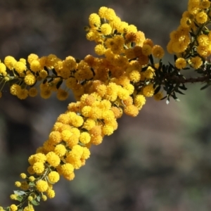 Acacia paradoxa at Killara, VIC - 17 Sep 2023