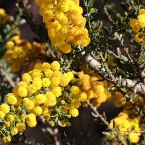 Acacia paradoxa at Killara, VIC - 17 Sep 2023