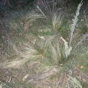 Nassella trichotoma at Majura, ACT - 23 Sep 2023