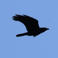 Corvus coronoides (Australian Raven) at Wodonga - 16 Sep 2023 by KylieWaldon