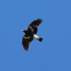 Gymnorhina tibicen (Australian Magpie) at Wodonga - 16 Sep 2023 by KylieWaldon