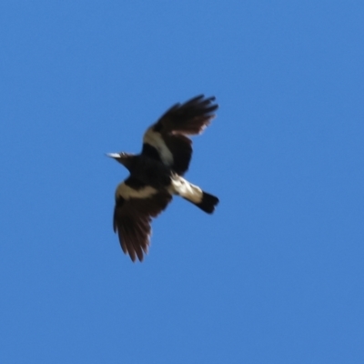 Gymnorhina tibicen (Australian Magpie) at Wodonga Regional Park - 16 Sep 2023 by KylieWaldon
