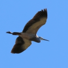 Egretta novaehollandiae (White-faced Heron) at Killara, VIC - 17 Sep 2023 by KylieWaldon