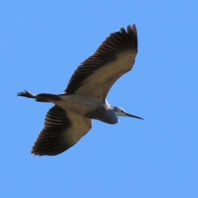 Egretta novaehollandiae (White-faced Heron) at Wodonga - 16 Sep 2023 by KylieWaldon