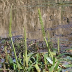 Cycnogeton procerum (Nareli, Swamp Arrowgrass) at Wodonga - 16 Sep 2023 by KylieWaldon