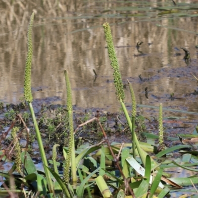 Cycnogeton procerum (Nareli, Swamp Arrowgrass) at Wodonga - 16 Sep 2023 by KylieWaldon