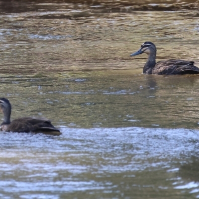 Anas superciliosa (Pacific Black Duck) at Killara, VIC - 16 Sep 2023 by KylieWaldon