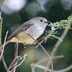 Acanthiza pusilla (Brown Thornbill) at Wodonga Regional Park - 16 Sep 2023 by KylieWaldon