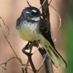 Rhipidura albiscapa (Grey Fantail) at Wodonga Regional Park - 16 Sep 2023 by KylieWaldon