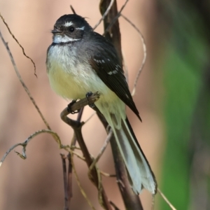 Rhipidura albiscapa at Killara, VIC - 17 Sep 2023 09:34 AM