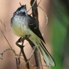 Rhipidura albiscapa at Killara, VIC - 17 Sep 2023 09:34 AM