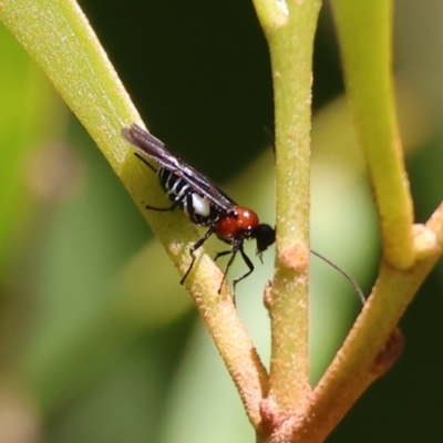 Unidentified Parasitic wasp (numerous families) at Killara, VIC - 16 Sep 2023 by KylieWaldon