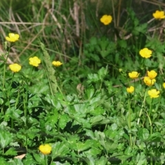 Ranunculus repens (Creeping Buttercup) at Killara, VIC - 17 Sep 2023 by KylieWaldon