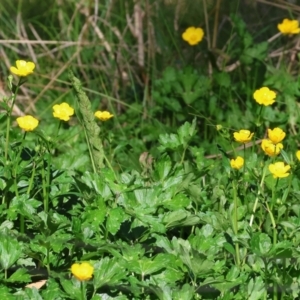 Ranunculus repens at Killara, VIC - 17 Sep 2023 09:16 AM