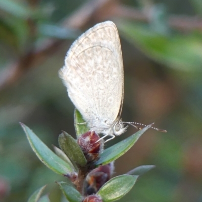 Zizina otis (Common Grass-Blue) at Wingecarribee Local Government Area - 20 Sep 2023 by Curiosity