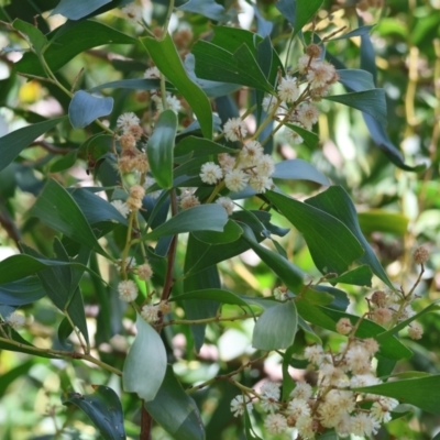 Acacia melanoxylon (Blackwood) at Wodonga Regional Park - 16 Sep 2023 by KylieWaldon