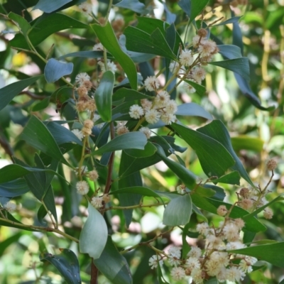 Acacia melanoxylon (Blackwood) at Killara, VIC - 17 Sep 2023 by KylieWaldon