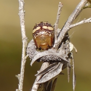 Paropsis pictipennis at Braemar, NSW - 22 Sep 2023 12:02 PM