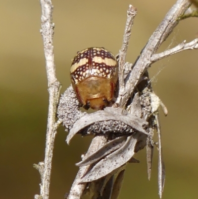 Paropsis pictipennis (Tea-tree button beetle) at Wingecarribee Local Government Area - 22 Sep 2023 by Curiosity