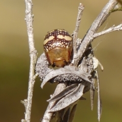 Paropsis pictipennis (Tea-tree button beetle) at Braemar - 22 Sep 2023 by Curiosity