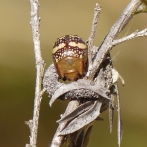 Paropsis pictipennis (Tea-tree button beetle) at Braemar, NSW by Curiosity