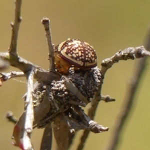 Paropsis pictipennis at Braemar, NSW - 22 Sep 2023